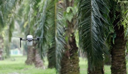 Drone monitoring ripening oil palm fruits, sending data to AyaGrow, an AI-powered crop management dashboard by Aya Data