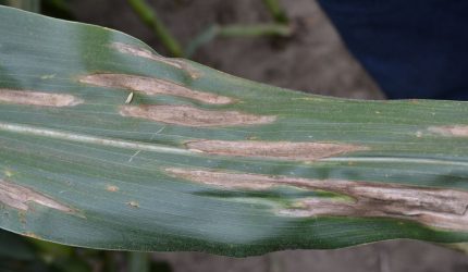 Maize plant with a detectable disease identified using an AI model developed by Aya Data