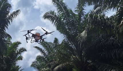 Drone flying over oil palm plantation as part of AyaGrow AI-powered crop and field management solution to do crop census, site mapping, terrain management, yield gap assessment, analysis of stunted and underperforming trees